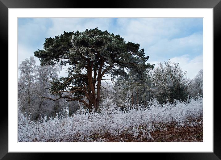 Hoar Frost Framed Mounted Print by Malcolm McHugh
