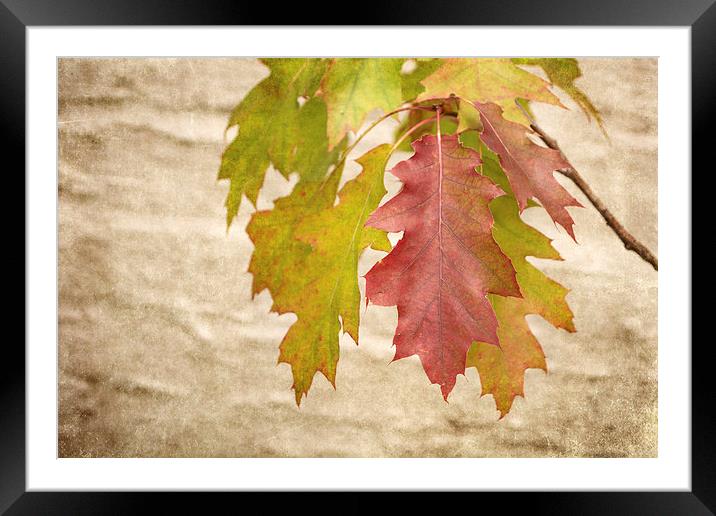 Autumn Already Framed Mounted Print by Ray Pritchard