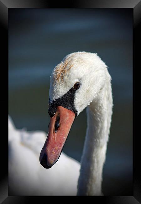 Me? A Swan? Framed Print by Phil Clements