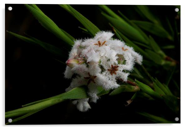 Slender Rice Flower Acrylic by Graham Palmer