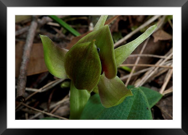 Green Bird Orchid Framed Mounted Print by Graham Palmer