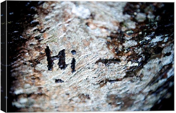 Tree Bark Graffiti - Hi Canvas Print by Helen Northcott