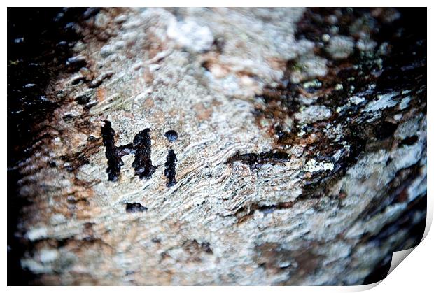 Tree Bark Graffiti - Hi Print by Helen Northcott