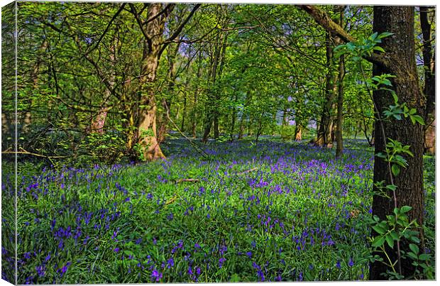 Bluebell Wood Canvas Print by John Hare