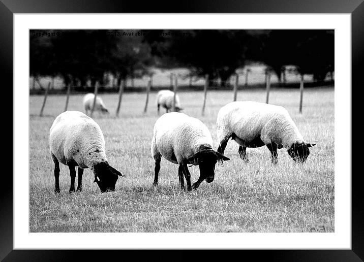 Dont you dare shout Mint Sauce! Framed Mounted Print by Sharon Lisa Clarke