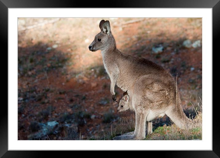 Kangaroo and joey Framed Mounted Print by Steven Ralser