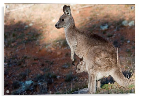Kangaroo and joey Acrylic by Steven Ralser