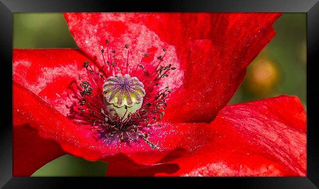 Poppy Framed Print by Tracey Selby