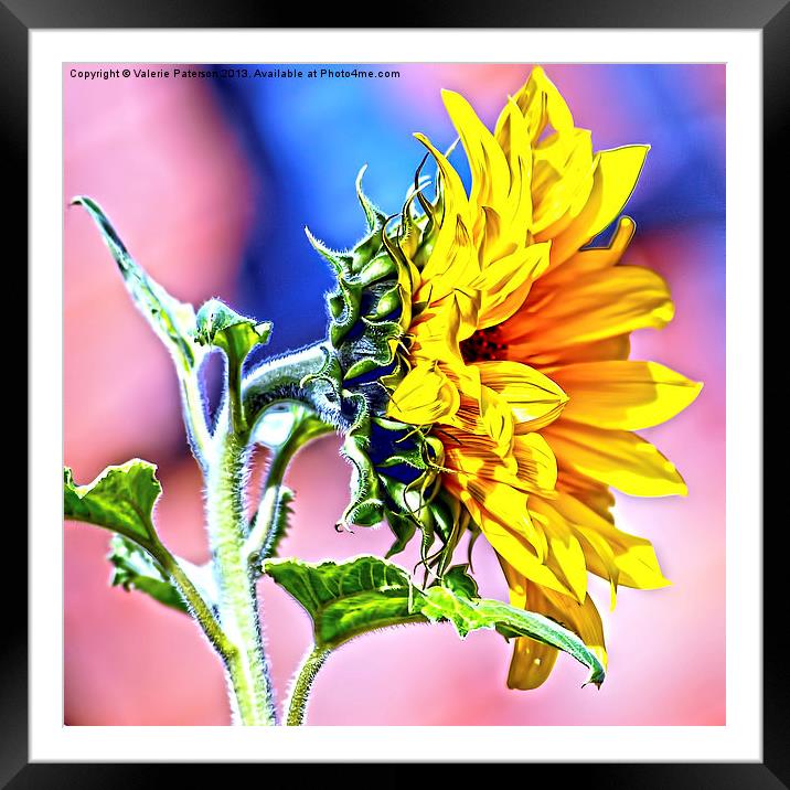Big Sunflower Framed Mounted Print by Valerie Paterson