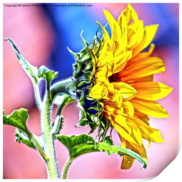 Big Sunflower Print by Valerie Paterson