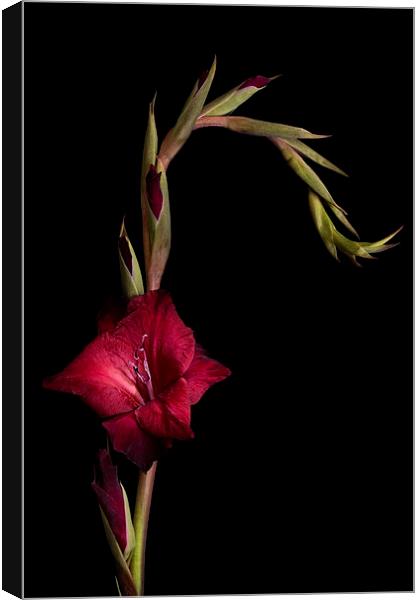 Red Gladiolus on Black Canvas Print by Ann Garrett