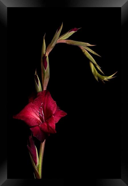 Red Gladiolus on Black Framed Print by Ann Garrett