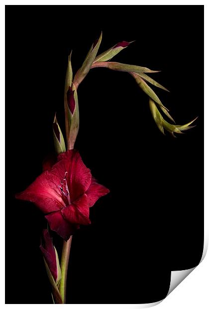 Red Gladiolus on Black Print by Ann Garrett