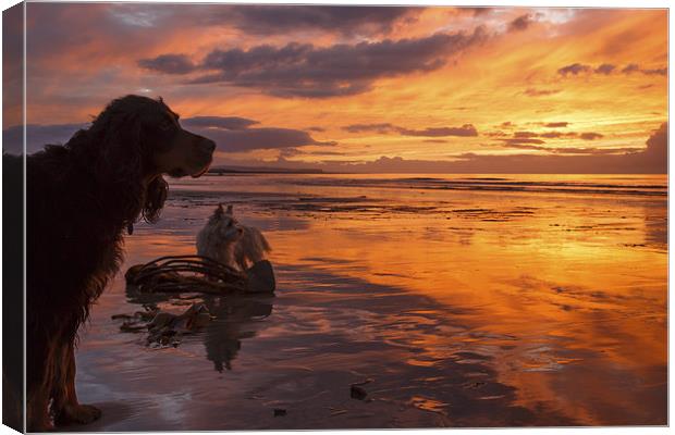 Dogs on the beach at sunset Canvas Print by Izzy Standbridge