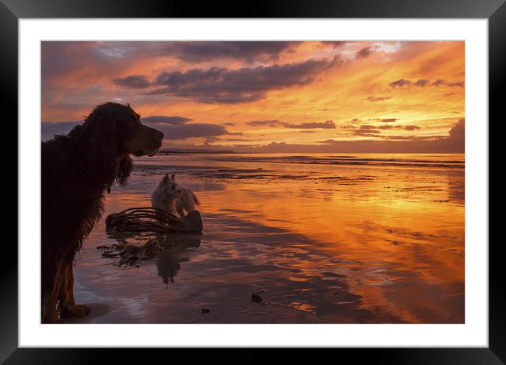 Dogs on the beach at sunset Framed Mounted Print by Izzy Standbridge