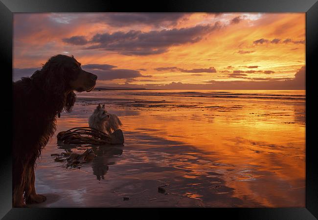 Dogs on the beach at sunset Framed Print by Izzy Standbridge