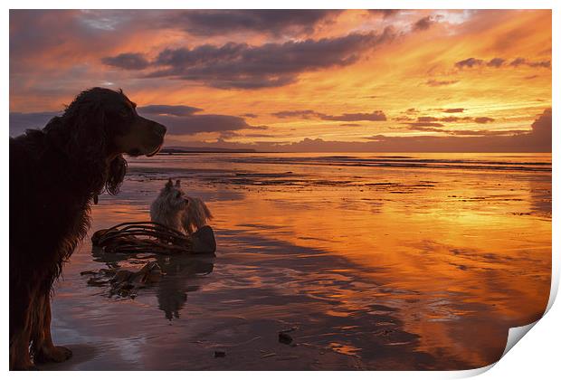 Dogs on the beach at sunset Print by Izzy Standbridge