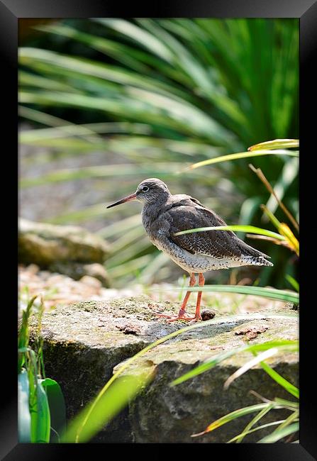 Spotted Redshank Framed Print by Levente Baroczi
