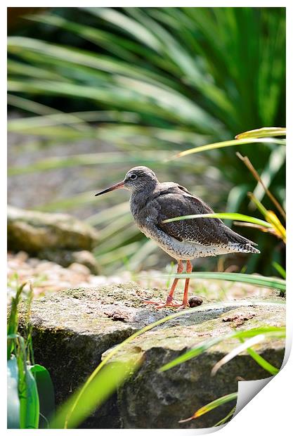 Spotted Redshank Print by Levente Baroczi