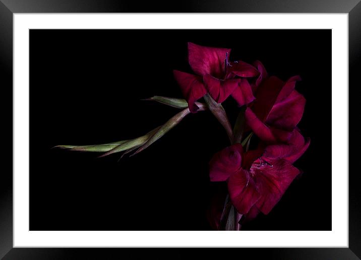 Red Gladiolus on Black 2 Framed Mounted Print by Ann Garrett