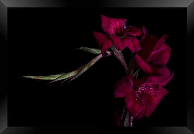 Red Gladiolus on Black 2 Framed Print by Ann Garrett