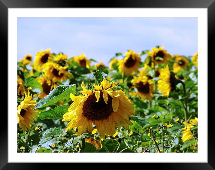 Sunflower Field Framed Mounted Print by Noreen Linale