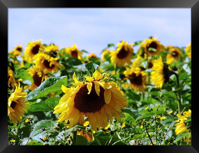 Sunflower Field Framed Print by Noreen Linale