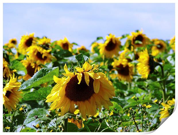 Sunflower Field Print by Noreen Linale