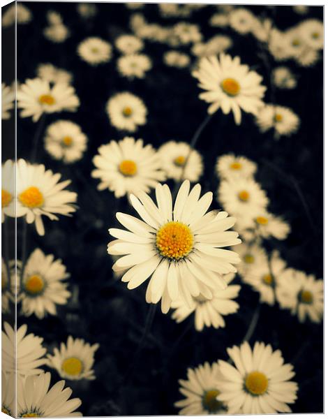 carpet of daisies Canvas Print by Heather Newton