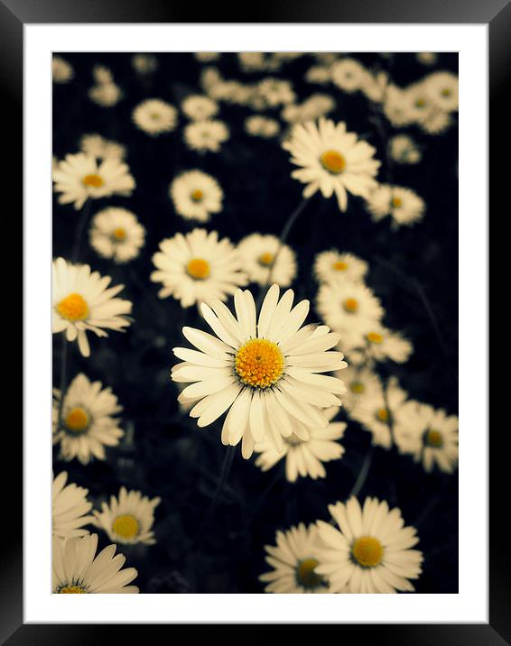 carpet of daisies Framed Mounted Print by Heather Newton