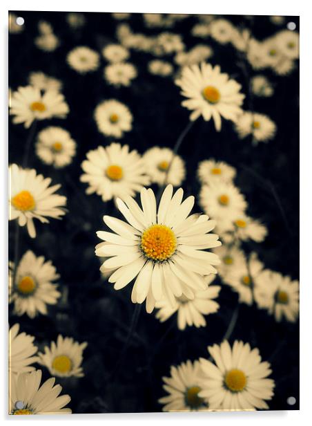 carpet of daisies Acrylic by Heather Newton