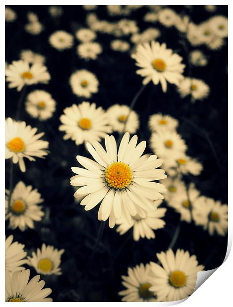 carpet of daisies Print by Heather Newton