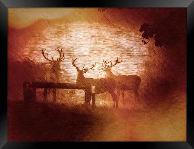 Triple Stag Framed Print by Tony Fishpool