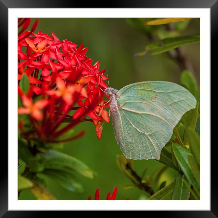 Pale green butterfly Framed Mounted Print by Craig Lapsley