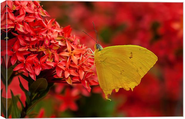 Pretty yellow butterfly Canvas Print by Craig Lapsley