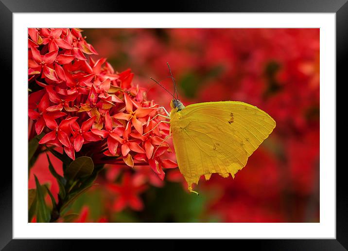 Pretty yellow butterfly Framed Mounted Print by Craig Lapsley