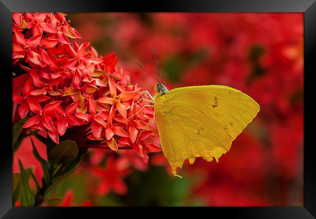 Pretty yellow butterfly Framed Print by Craig Lapsley