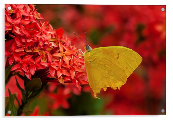 Pretty yellow butterfly Acrylic by Craig Lapsley