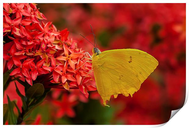 Pretty yellow butterfly Print by Craig Lapsley