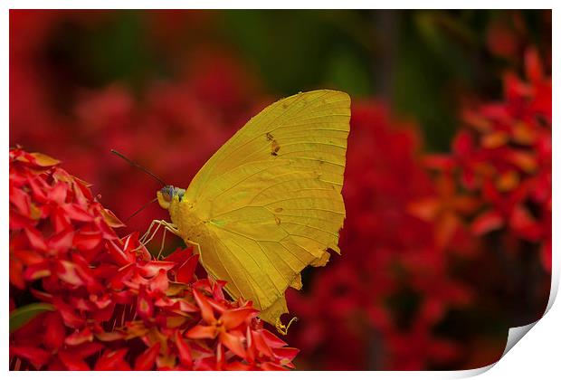 delicate yellow butterfly Print by Craig Lapsley