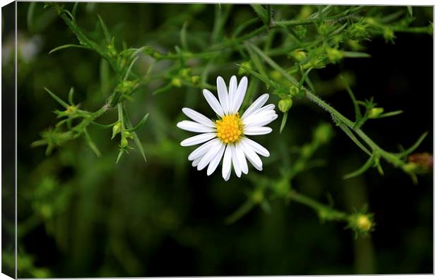 Daisy all alone Canvas Print by Justin Kincheloe
