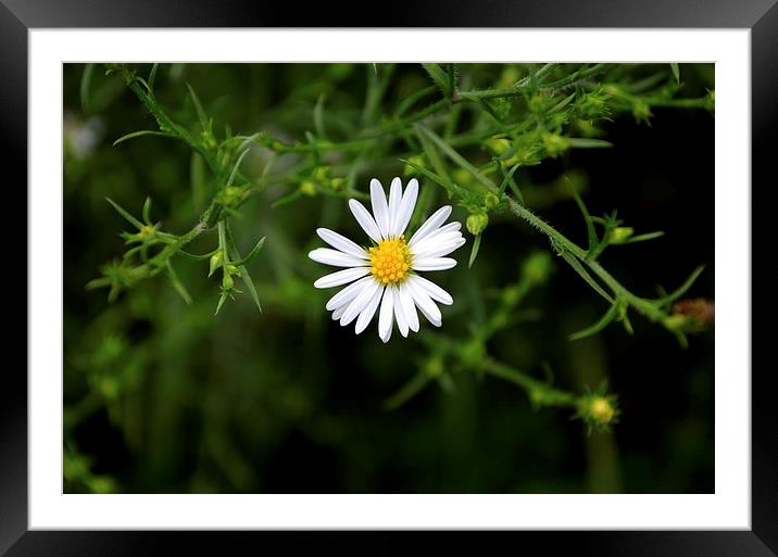 Daisy all alone Framed Mounted Print by Justin Kincheloe