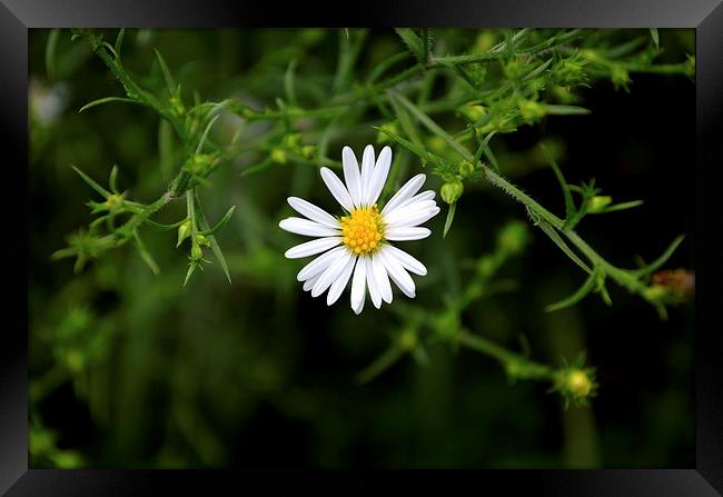 Daisy all alone Framed Print by Justin Kincheloe