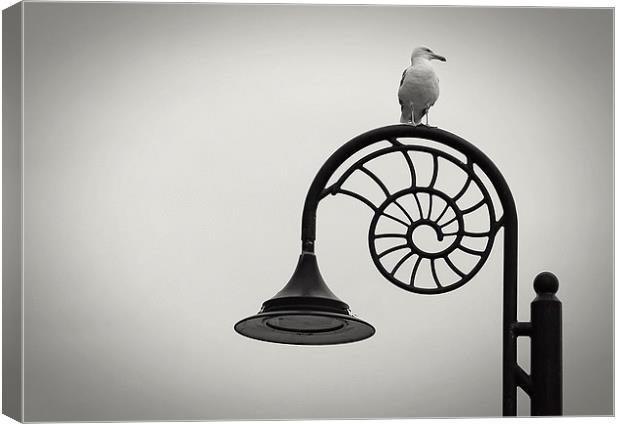 Seagull Canvas Print by Carl Shellis