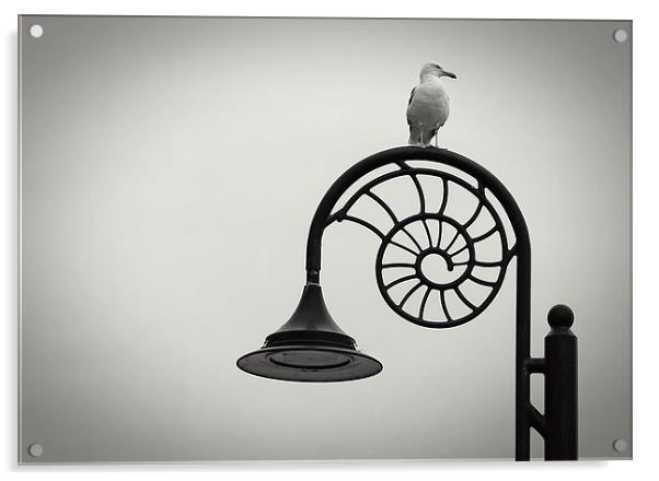 Seagull Acrylic by Carl Shellis