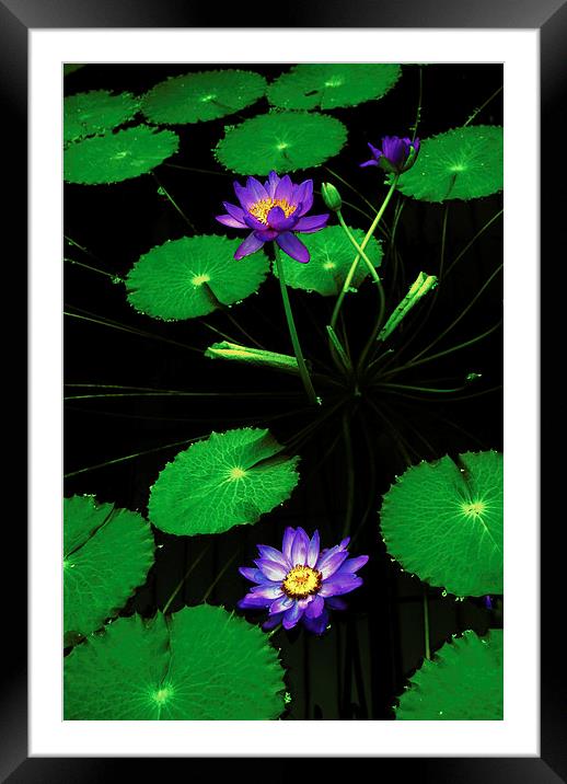 Lily Lilac Framed Mounted Print by david joseph