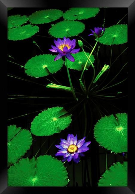 Lily Lilac Framed Print by david joseph