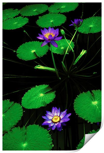 Lily Lilac Print by david joseph