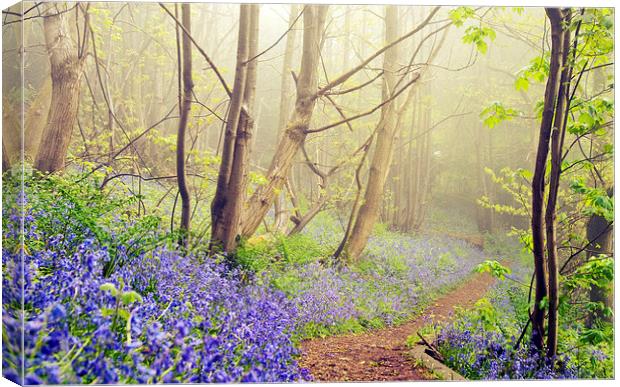 Walk into Bluebell Woods Canvas Print by Dawn Cox