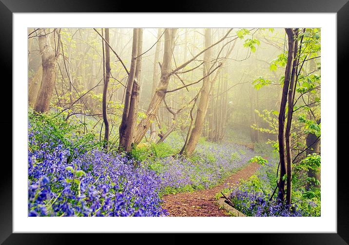 Walk into Bluebell Woods Framed Mounted Print by Dawn Cox
